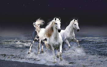 Animals, Horses HD wallpaper