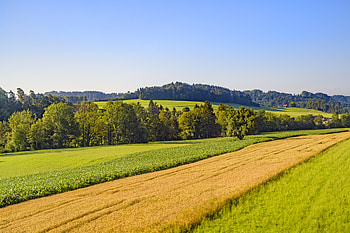 Nature, Trees, Grass, Sky, Forest, Field HD wallpaper