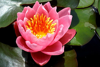 Flowers, Water, Leaves, Pink, Close-Up, Pond, Water Lily HD wallpaper