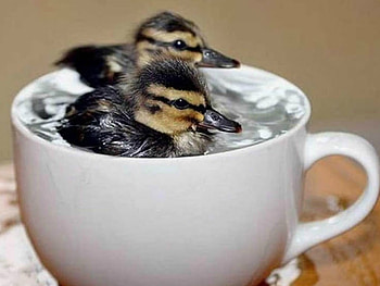 LITTLE DUCKLINGS, CUTE, DUCKLINGS, , CUP HD wallpaper