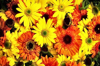 Chrysanthemums , graphy, floral, romance, beauty, wide screen, flower, love, chrysanthemum HD wallpaper