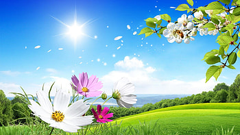 ... Summer Screensavers Group (8) HD wallpaper