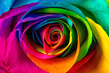 Flowers, Flower, Multicolored, Motley, Rose Flower, Rose, Petals HD wallpaper