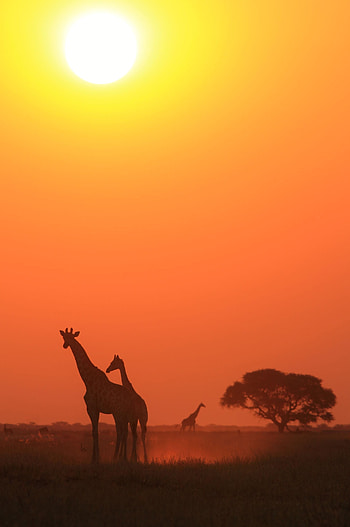 Acacia Tree, Giraffes at sunset, Serene beauty, Captivating HD phone wallpaper