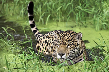 Leopard, leopards, animals HD wallpaper