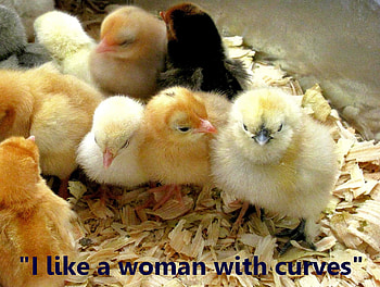 I like the Curves, baby animals, chicks, funny, nature, spring, baby chickens HD wallpaper
