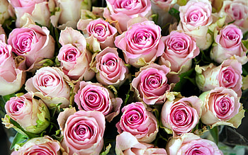 bouquet of pink roses, background with roses, beautiful bouquet of flowers, bouquet of roses, pink roses background HD wallpaper