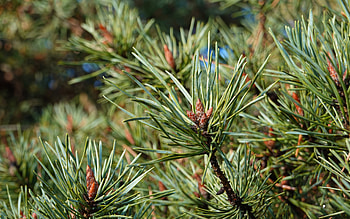 Spruce, nature, macro, tree HD wallpaper