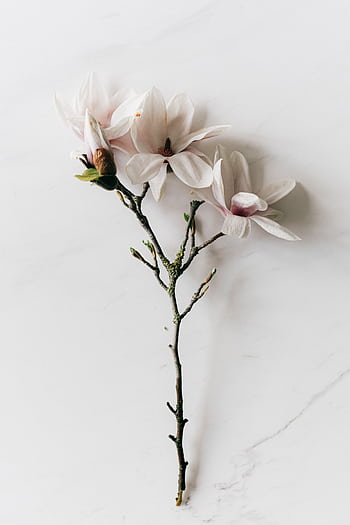 Delicate magnolia branch with white flowers laying on a marble surface, ideal for elegant decor concepts. HD phone wallpaper