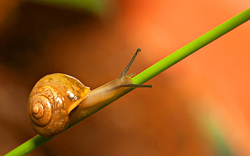 Grass, Background, Macro, Crawl, Snail HD wallpaper