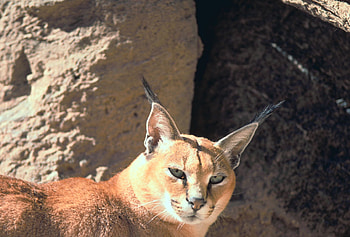 Caracal, hearing, big cats, felis HD wallpaper