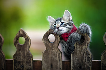 Kitten, iurii korotun, iury korotun, fance, pisici, cute, cat, paw HD wallpaper