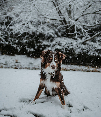 Animals, Winter, Snow, Dog, Playful HD phone wallpaper