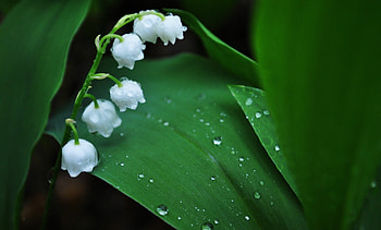 Lily of the Valley, perfection, Floral delight, Serene beauty HD wallpaper