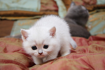 Cute kitten, animal, kitten, bed, cute, cat, feline HD wallpaper