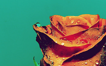Drops, Flower, Macro, Rose Flower, Rose, Petals, Bud HD wallpaper