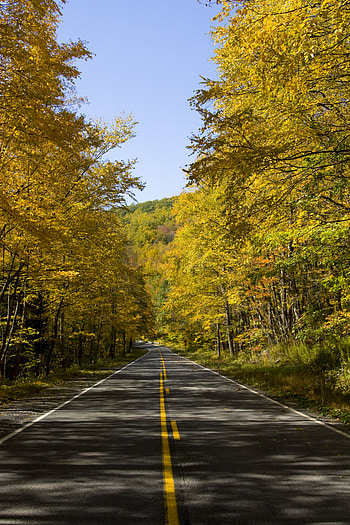Nature, Trees, Autumn, Road, Alley HD phone wallpaper