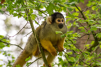 Animals, Monkey, Animal, Sweetheart, Nice, Marmoset HD wallpaper
