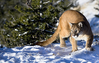 Animals, Winter, Puma HD wallpaper