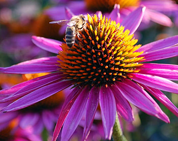 morning snack, plants, nice, pink, bee, animals, flower, nature, blooms, lovely HD wallpaper