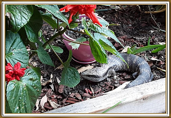 BLUE TONGUE LIZARD, REPTILE, LIZARD, , FRAMED HD wallpaper