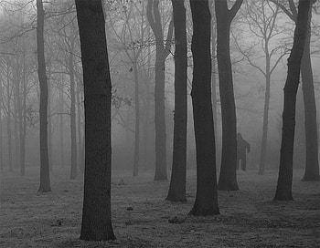 If you look closely, you can see bigfoot, man, other, trees, people, forest HD wallpaper