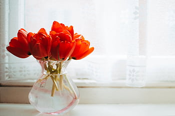 Beautiful bouquet of red tulips in a glass vase by the window with soft lighting. HD wallpaper