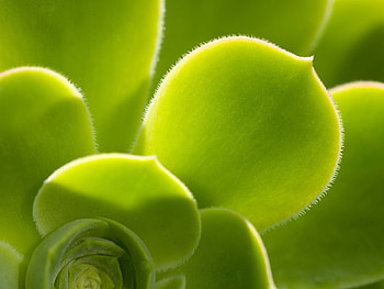 Leaves, Plant, Macro, Form HD wallpaper