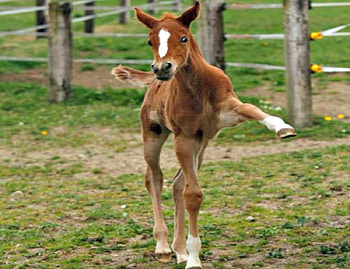 Give Me Five, White, Cute, Horses, Animals, Baby Animals, Brown, Colt, Grass, Fence, Outside HD wallpaper