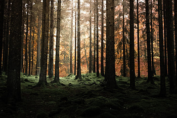 Nature, Trees, Pine, Twilight, Forest, Dusk HD wallpaper