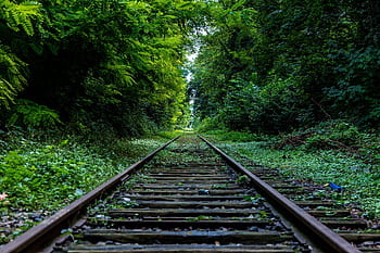 Serene green railway pathway overgrown with plants, symbolizing nature's reclaim. HD wallpaper