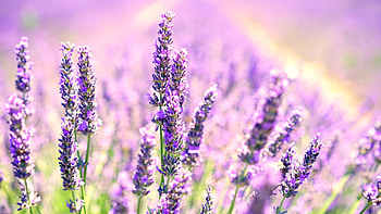 Lavender HD wallpaper