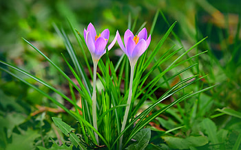Crocuses, pink, crocus, green, flower, spring HD wallpaper