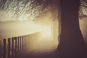Morning Sunlight Trees, morning, nature, sunlight, trees, sunbeam HD wallpaper