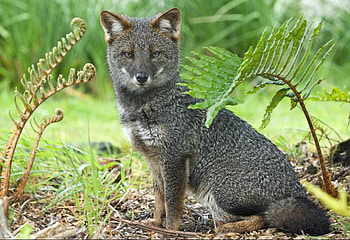 FOX EYES, animal, dog, greyfox, wildlife, eyes, canine, fox HD wallpaper