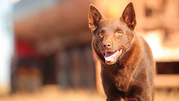 Red Dog, Koko, , Background HD wallpaper