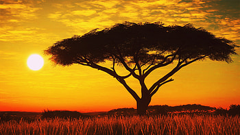 Serengeti Sunset , sunset, nature, tree HD wallpaper