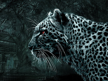Animals, Leopards HD wallpaper