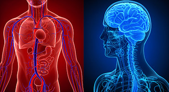 Medical : Body and Brain Anatomy, medical, anatomy HD wallpaper