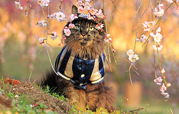 Animals, Flowers, Wood, Cat, Fluffy, Tree, Branch, Costume HD wallpaper