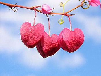 Beautiful-Pink-Flowers, pink, beautiful, flowers HD wallpaper