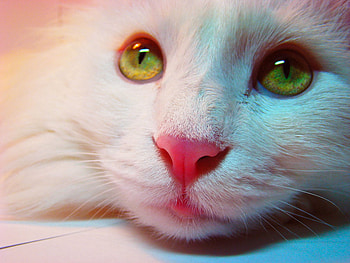 red nose cat, kitten, animals, lovely kitty, eyes, cute, cat, nice HD wallpaper