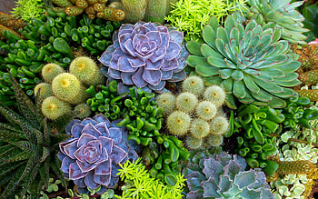 High-definition beauty, Mesmerizing cactus, Nature's artwork, art HD wallpaper