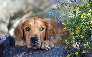 Animals, Dogs HD wallpaper