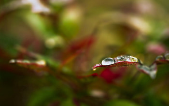Leaves, Drops, Macro, Form, Stripes, Streaks, Edge HD wallpaper