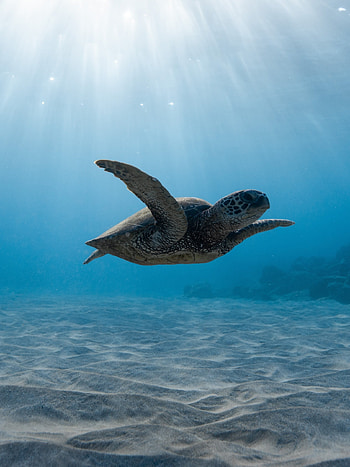 Captivating creature, Majestic turtle, Nature's marvel, Animal wonder HD phone wallpaper
