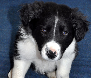 Border Collie Pup, dog, puppy, rocky, collie, cute HD wallpaper