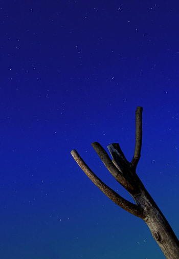 Stars, Night, Dark, Wood, Tree, Starry Sky, Snag HD phone wallpaper