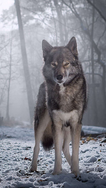 Wolf, forest, snow HD phone wallpaper