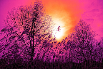 Nature, Trees, Sunset, Grass, Sky, Cane, Reed HD wallpaper